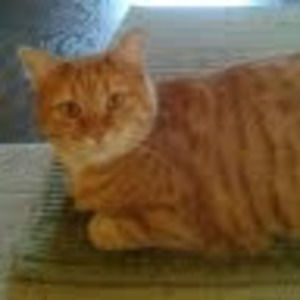 Meet your Posher, Dana